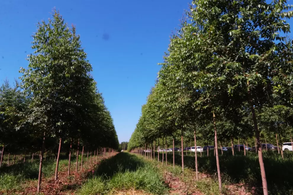 Paraguai ultrapassa 100.000 toneladas exportadas de produtos florestais Ate julho